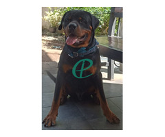 Rottweiler Dog - Image 1