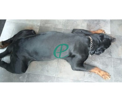 Rottweiler Dog - Image 2