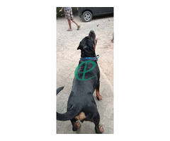 Rottweiler Dog - Image 3
