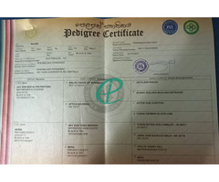 Rottweiler Dog - Image 4