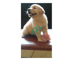 Cute Golden Retriever Puppies Nugegoda Colombo Sri Lanka - Image 1