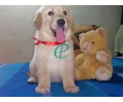 Cute Golden Retriever Puppies Nugegoda Colombo Sri Lanka - Image 2