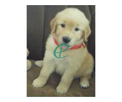 Cute Golden Retriever Puppies Nugegoda Colombo Sri Lanka - Image 3