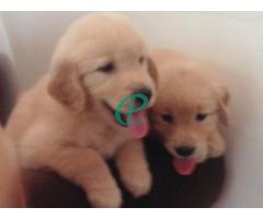 Cute Golden Retriever Puppies Nugegoda Colombo Sri Lanka - Image 4