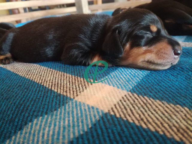 Dachshund puppies looking for their loving forever homes - 1