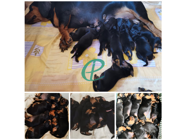 Dachshund puppies looking for their loving forever homes - 3