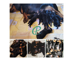 Dachshund puppies looking for their loving forever homes - Image 3