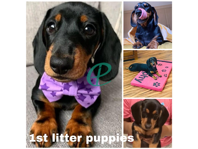 Dachshund puppies looking for their loving forever homes - 5