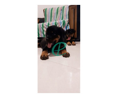 rottweiler puppy - Image 6
