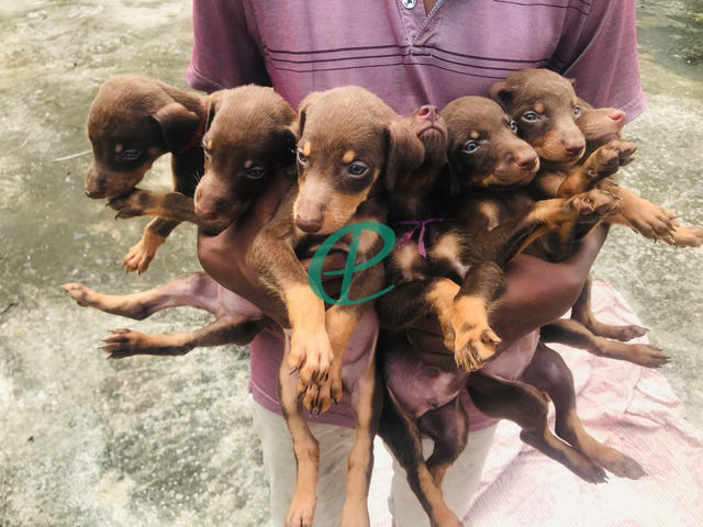 Dobermann puppies for sale - 1