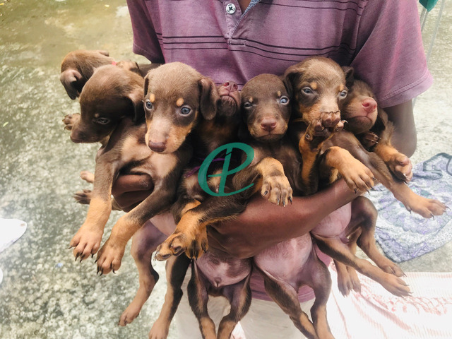 Dobermann puppies for sale - 2