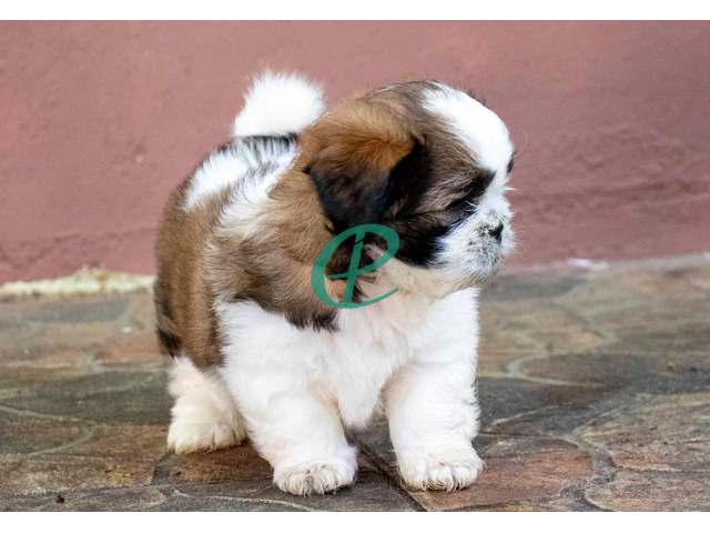 Adorable Shih Tzu Male Puppy for Sale – KASL Registered - 1