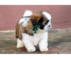 Adorable Shih Tzu Male Puppy for Sale – KASL Registered - Image 1