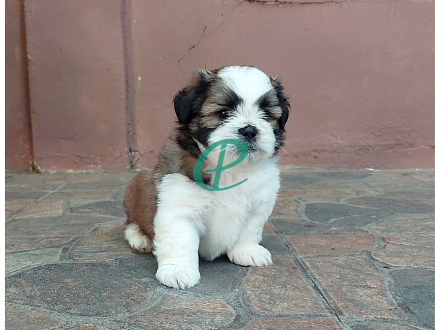 Adorable Shih Tzu Male Puppy for Sale – KASL Registered - 2