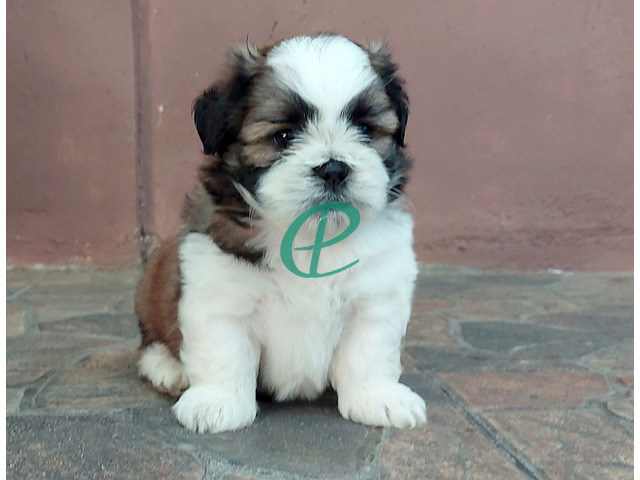 Adorable Shih Tzu Male Puppy for Sale – KASL Registered - 3