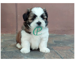 Adorable Shih Tzu Male Puppy for Sale – KASL Registered - Image 3