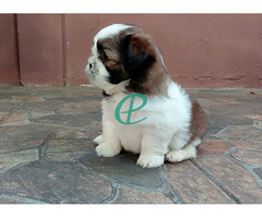 Adorable Shih Tzu Male Puppy for Sale – KASL Registered - Image 4