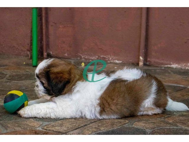 Adorable Shih Tzu Male Puppy for Sale – KASL Registered - 5
