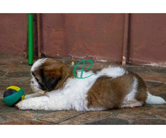 Adorable Shih Tzu Male Puppy for Sale – KASL Registered - Image 5