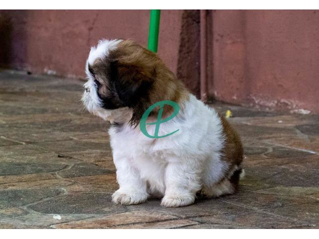 Adorable Shih Tzu Male Puppy for Sale – KASL Registered - 6