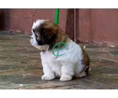 Adorable Shih Tzu Male Puppy for Sale – KASL Registered - Image 6