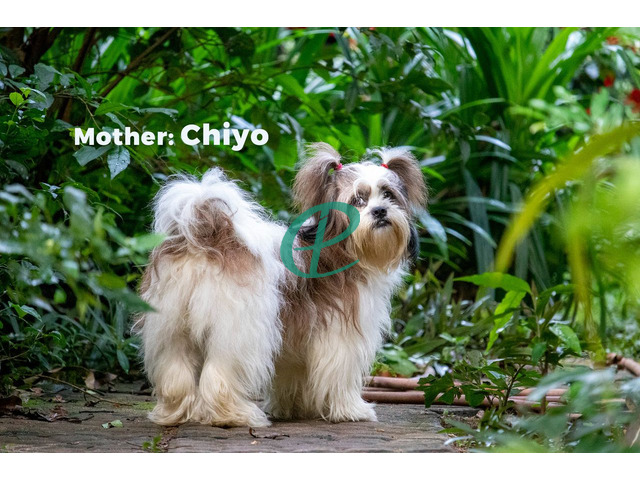 Adorable Shih Tzu Male Puppy for Sale – KASL Registered - 7
