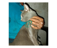 Russian Blue Cat - Image 2