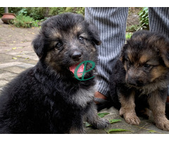 German shepard puppies for sale - Image 4