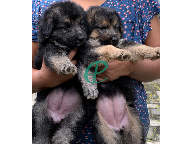 German shepard puppies for sale - 5