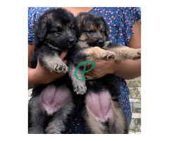 German shepard puppies for sale - Image 5