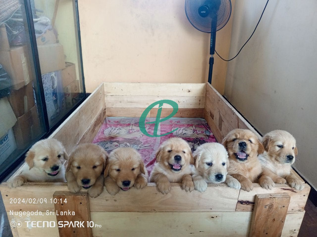 Golden retriever puppies - 1