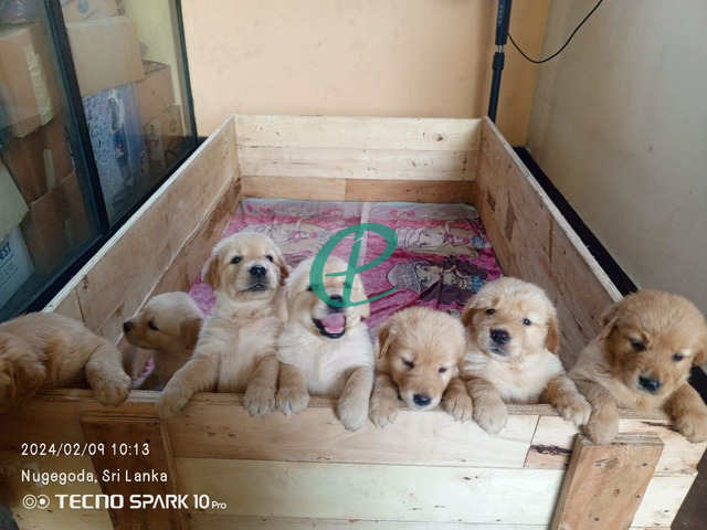 Golden retriever puppies - 2