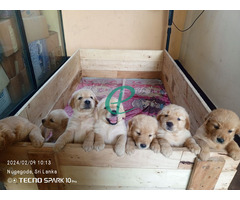 Golden retriever puppies - Image 2