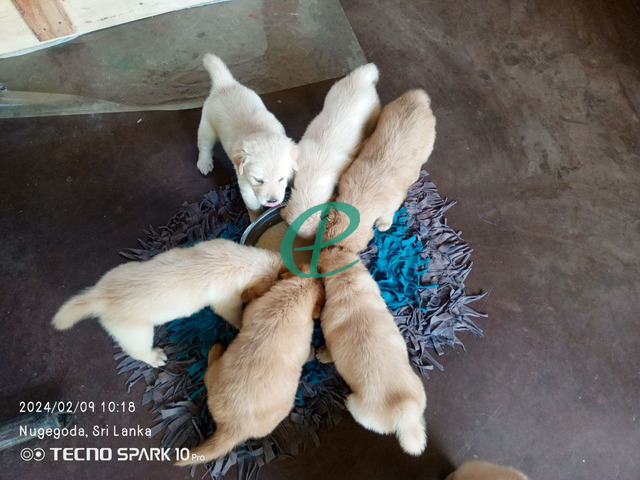 Golden retriever puppies - 4