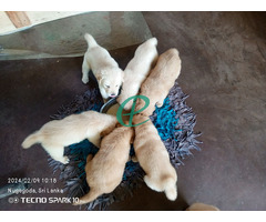 Golden retriever puppies - Image 4