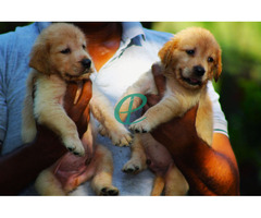Golder Retriever Puppies - Image 1
