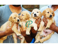 Golder Retriever Puppies - Image 2