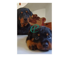 Rottweiler Puppies - Image 2