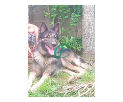 2 year German shepherd long coat healthy male guard dog for sale - Image 2