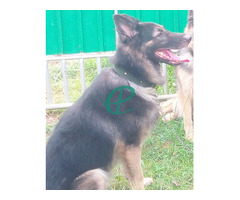 2 year German shepherd long coat healthy male guard dog for sale - Image 3