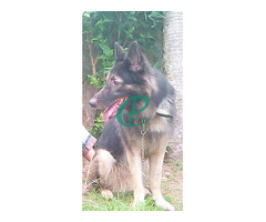 2 year German shepherd long coat healthy male guard dog for sale - Image 4
