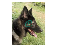 2 year German shepherd long coat healthy male guard dog for sale - Image 5