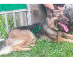 2 year German shepherd long coat healthy female guard dog for sale - Image 3