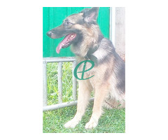 2 year German shepherd long coat healthy female guard dog for sale - Image 4