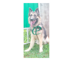2 year German shepherd long coat healthy female guard dog for sale - Image 5