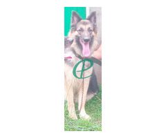 2 year German shepherd long coat healthy female guard dog for sale - Image 6