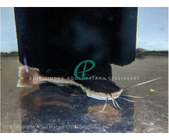 Redtail catfish (RTC) - Image 1