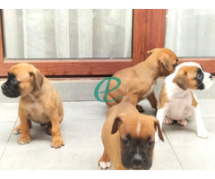 Boxer puppies - Image 3