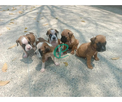 Boxer puppies - Image 4