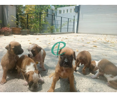 Boxer puppies - Image 5